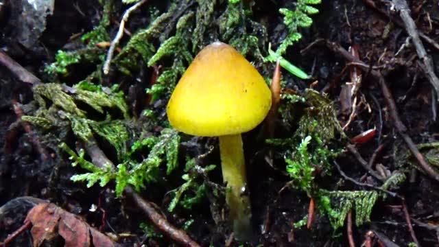 Mushroom