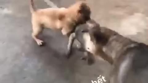 Funniest Dogs will make you laugh all day happy must watch