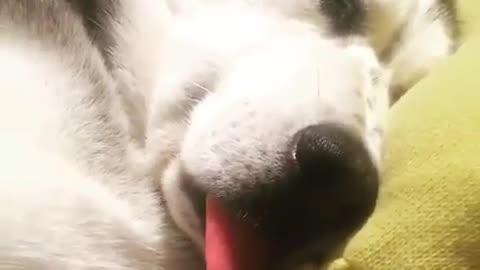 Sleepy dogs.