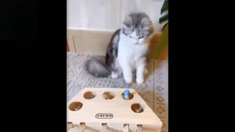 C | Try Not To Laugh To These Pets Compilations