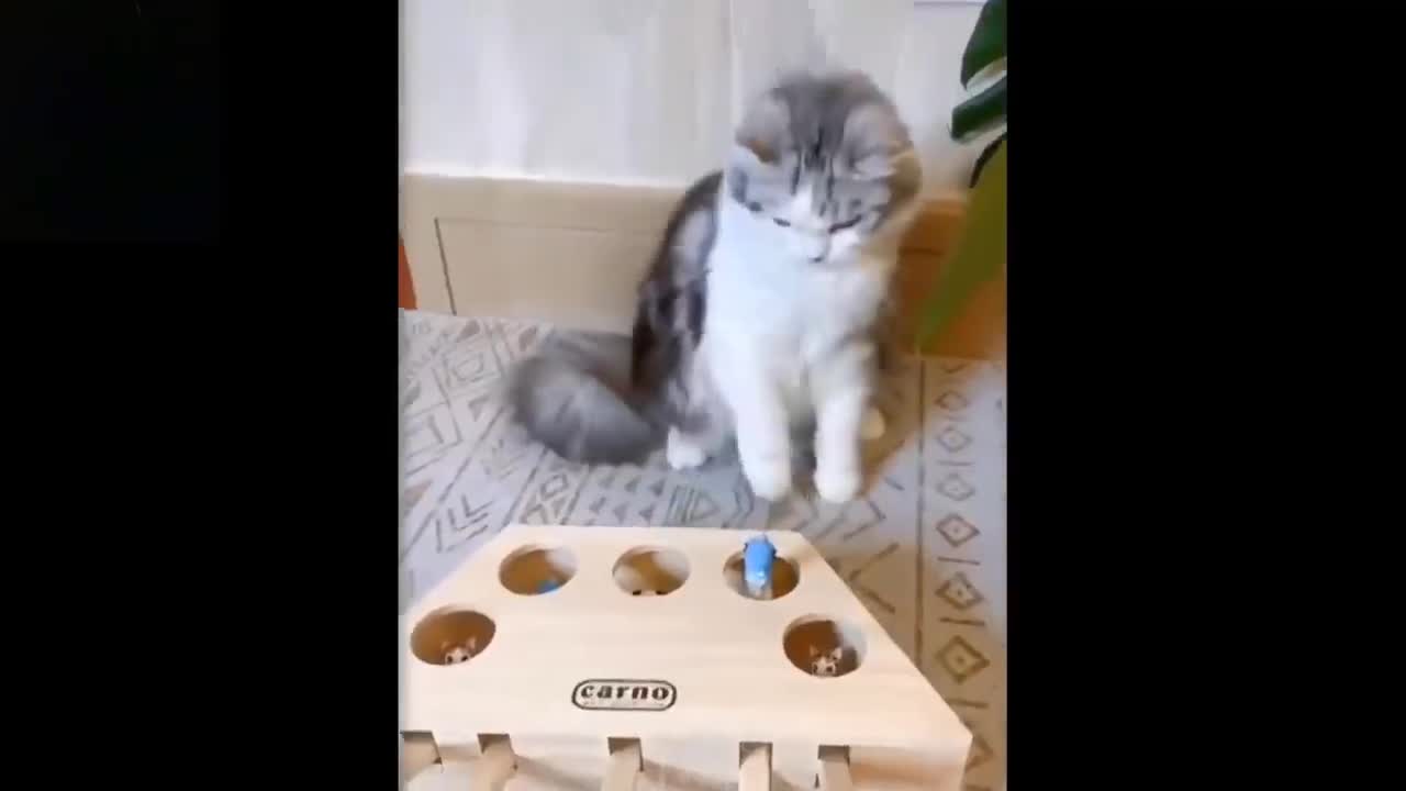 C | Try Not To Laugh To These Pets Compilations