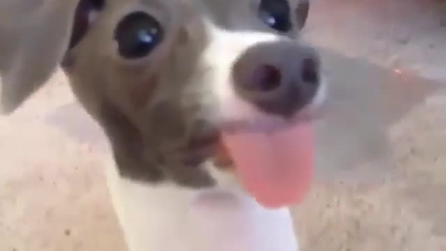 Dog is actor