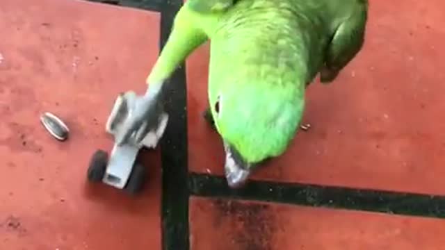 Roller Skating Parrot