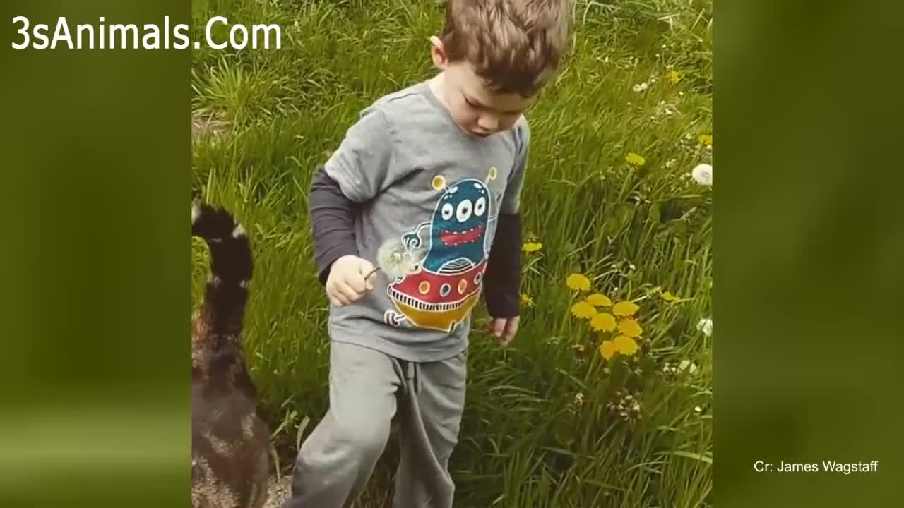 WARNING! You may lose your teeth because of laugh 🤣😹 FUNNY Cat compilation