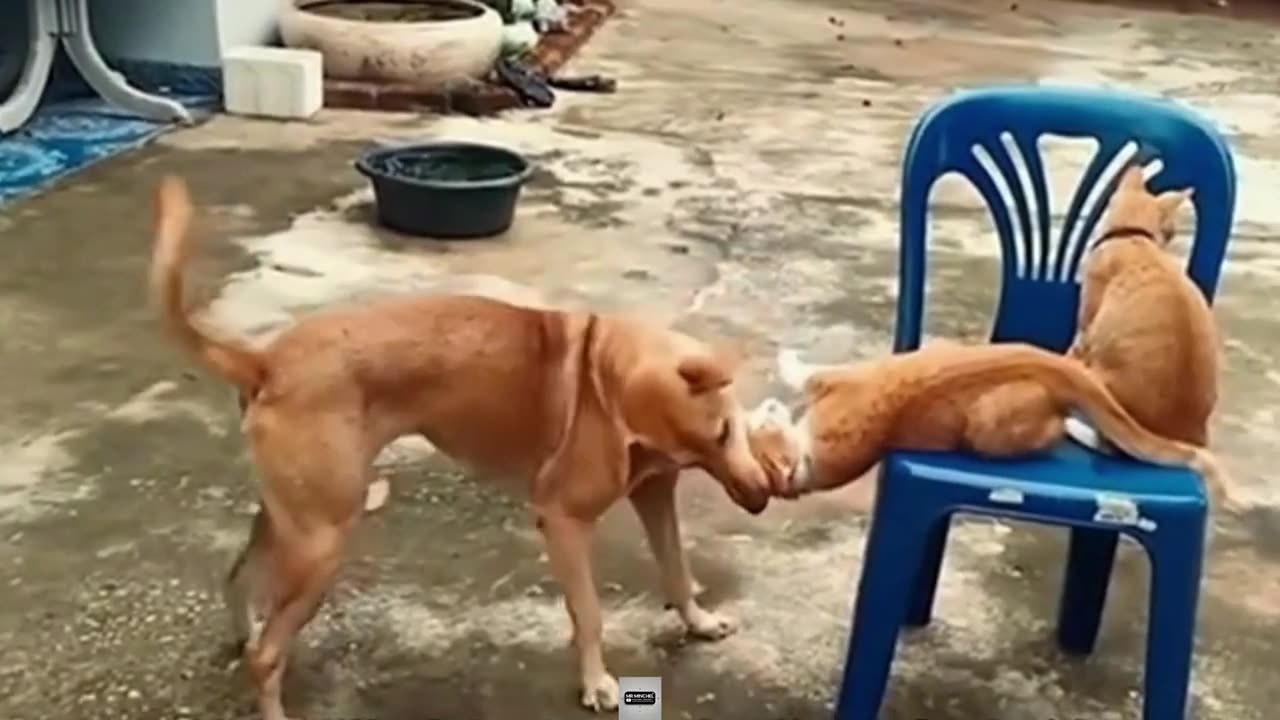 Funny Animal Videos: Funniest Cats & Dogs of the Year– Laughing Non-Stop! #funny #animals #memes