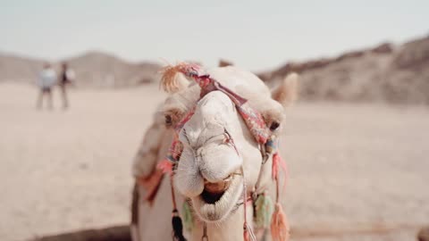 A camel with its owner in the empty desert