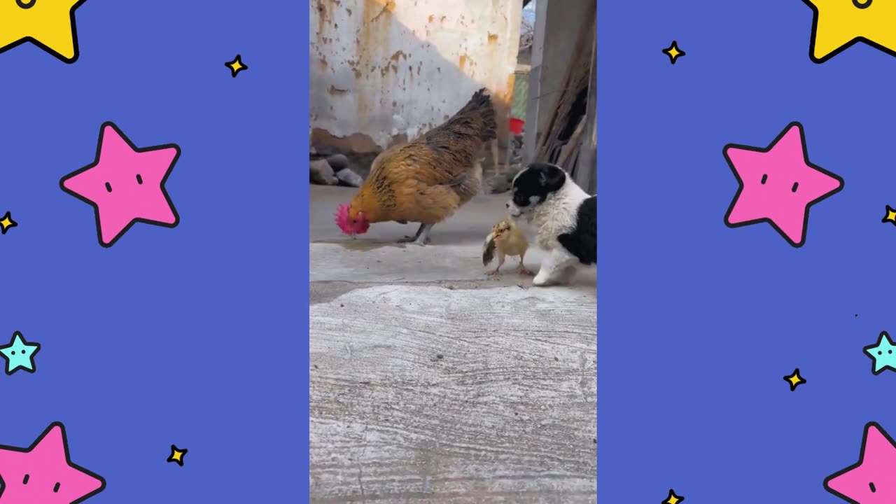 The Dog Secretly Snatched The Chicken Away.