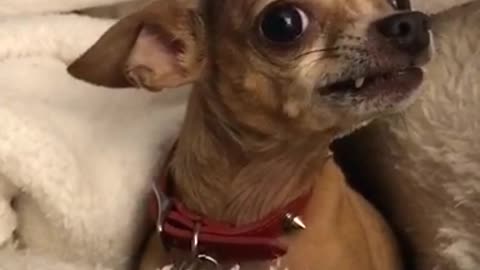 Bambi small brown chihuahua shows teeth and tries to bite other dog