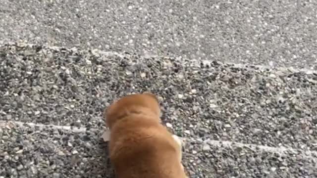 Puppy Conquers Stairs For The Very First Time