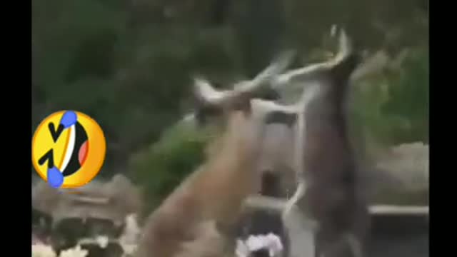 Kangaroo fight short video