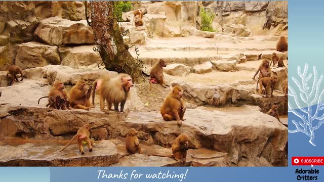 Super Cute Monkeys Playing::Adorable Critters