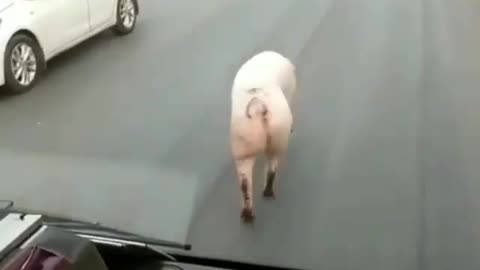 The driver and the pig