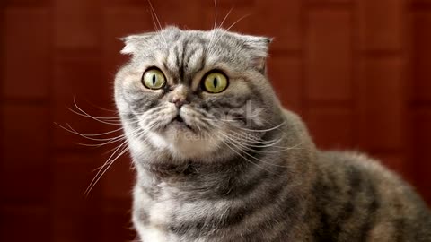 Portrait of a curious scottish fold. Cat looking at the camera.