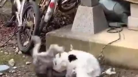 very funny cats fighting videos 😎😂😹funny cat Vs dog videos |best funny animals videos