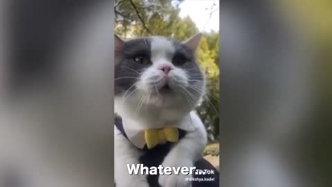 Cats talk in english better than hooman