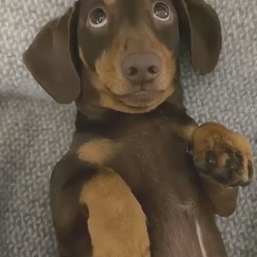 Exercise Can be Annoying But Helpful Dog Training