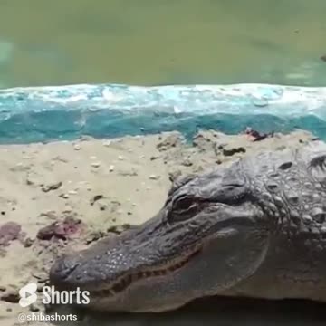 hanging with the dinosaurs #jurassicworld