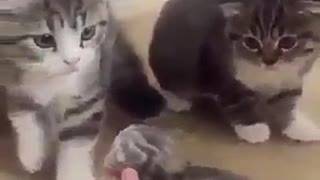 Seals were very scared when they saw