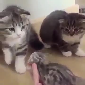 Seals were very scared when they saw