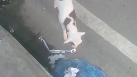 Sheep kid playing with her mother