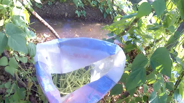 I picked a few stubbles of beans today to exchange money for a server