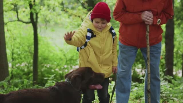 Funny Dog animal video | Brown Dog