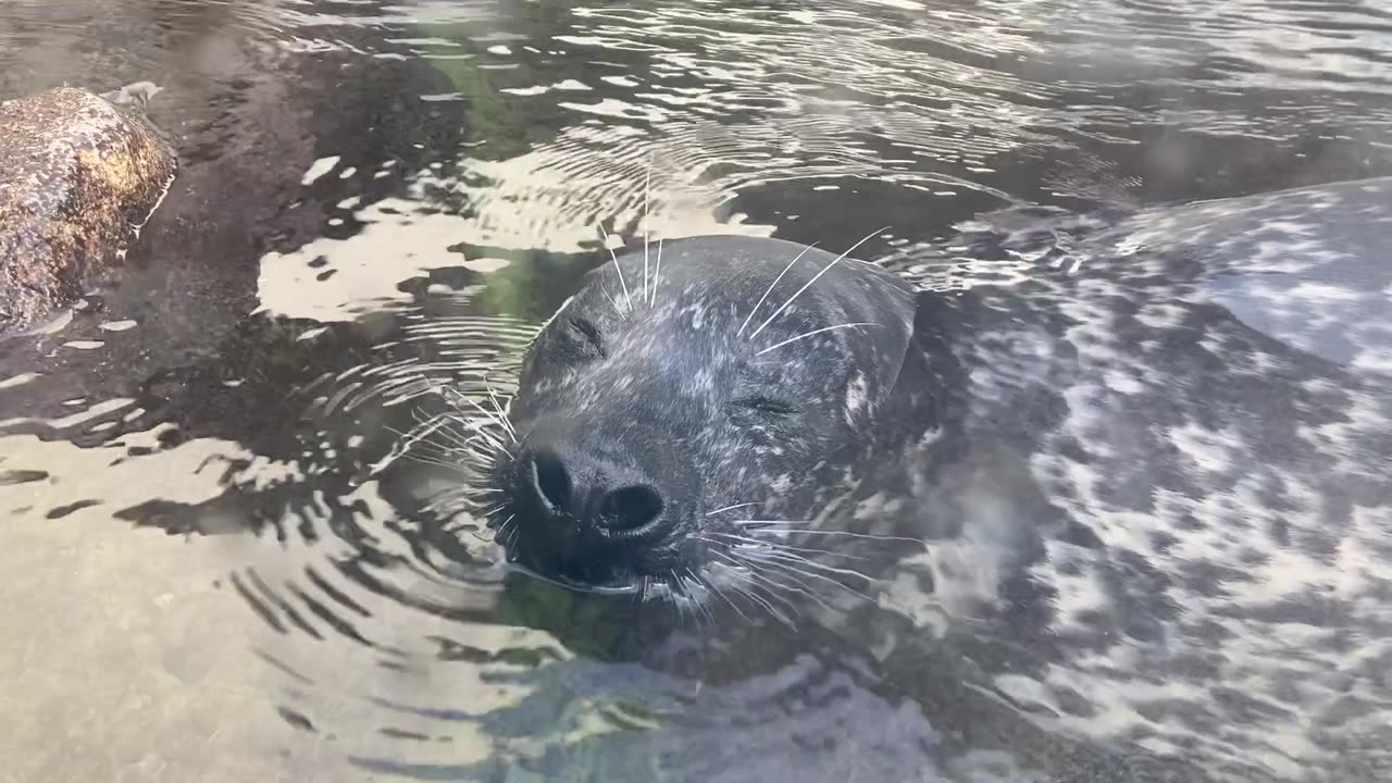 Sleepy Seal