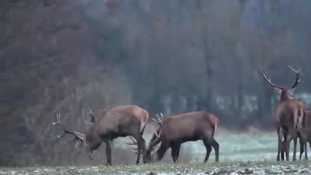 Foraging deer bulls in the field.