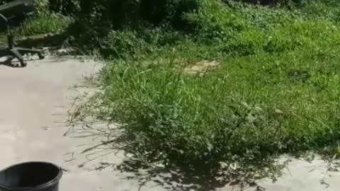 Bathroom Door Blocked by Snake