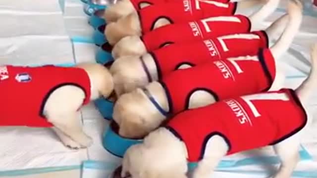 Funniest & Cutest Golden Retriever Puppies - 30 Minutes of Funny Puppy Videos 2022