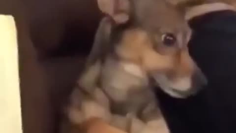 ese perrito esta con miedo jajaja