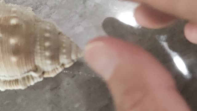 I picked up a conch while playing at the beach