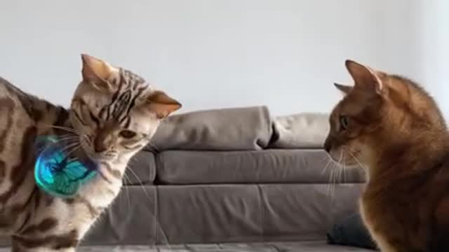 bengal cat playing with funny butterfly #shorts #cats