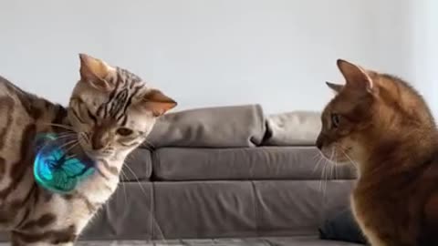 bengal cat playing with funny butterfly #shorts #cats