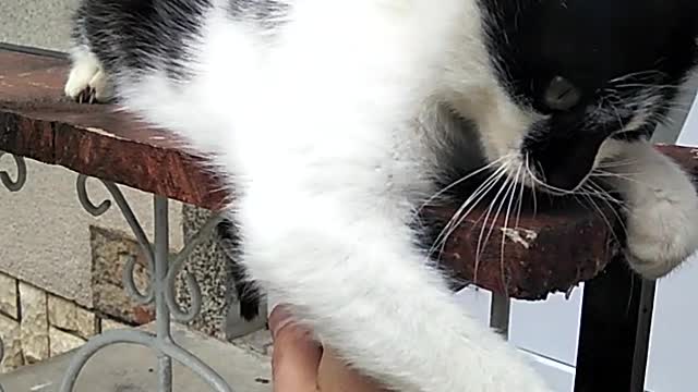 Playing with my Kitty cat