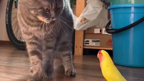 Animal video #funnyanimal #funnycat funny cat videos funny animal video