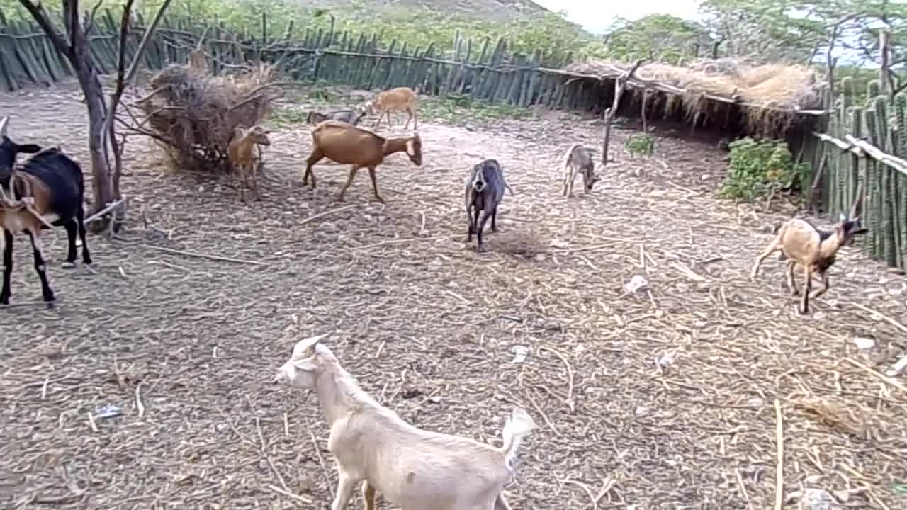 My uncle goats