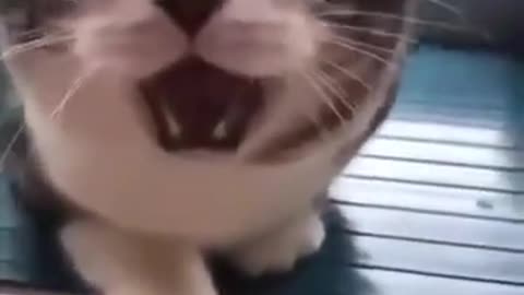 Cat make Funny Sound