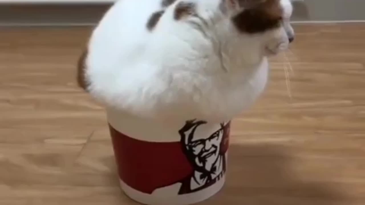 cute cats