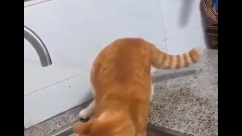 Funniest Cats 😹 - Don't try to hold back Laughter