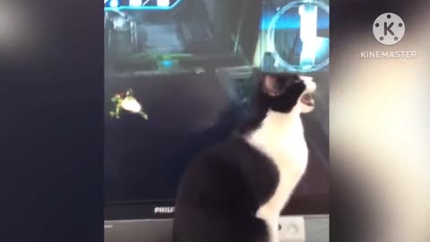 Funny cat moment
