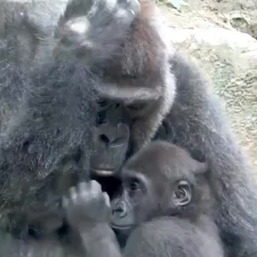 gorilla