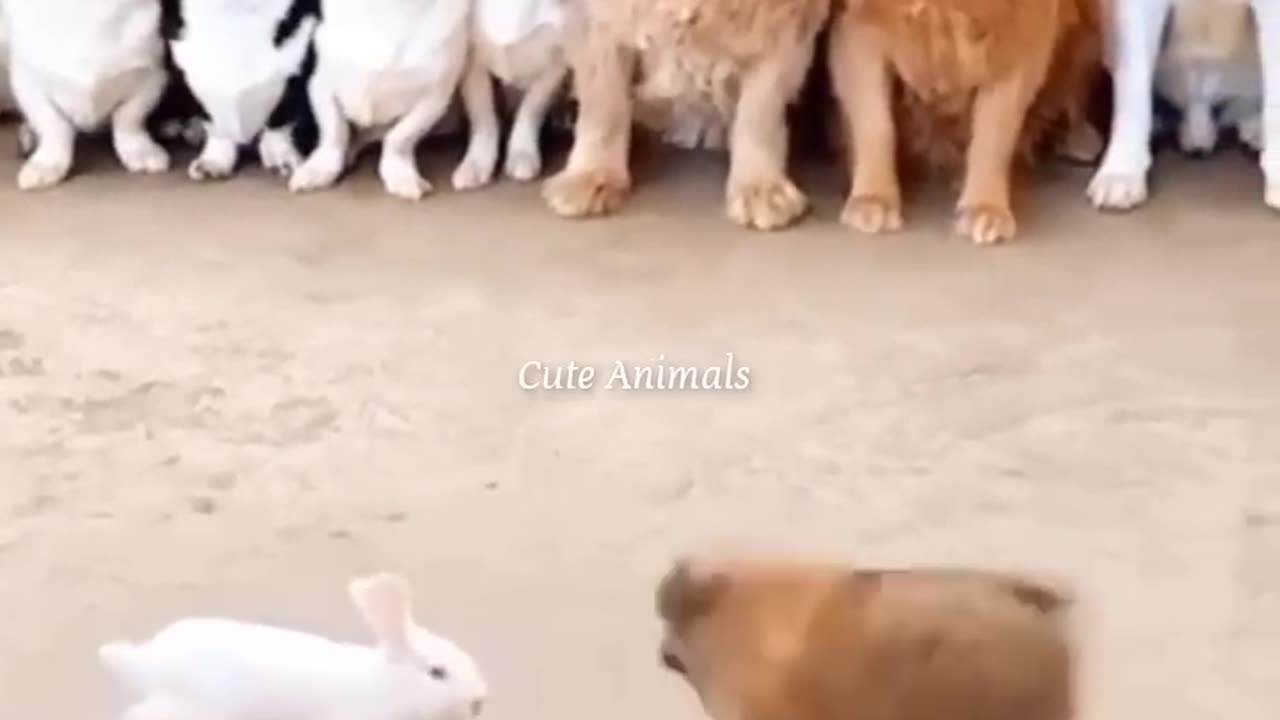 Cats and dogs funny moments