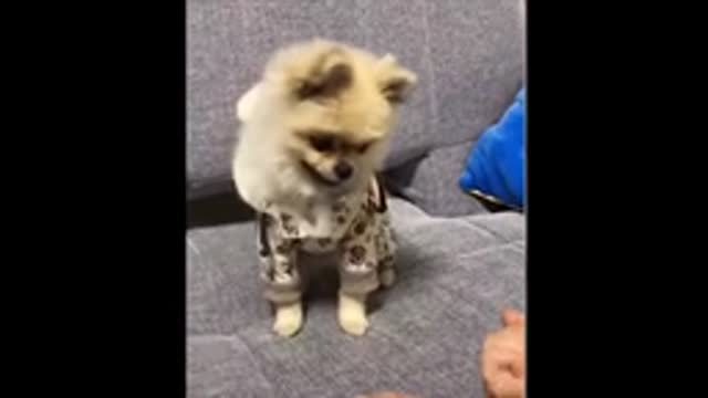 Cute Pets and Funny Animals Compilation 2021@