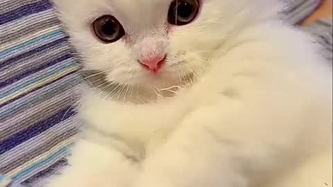 Cute cat, there must be something cute