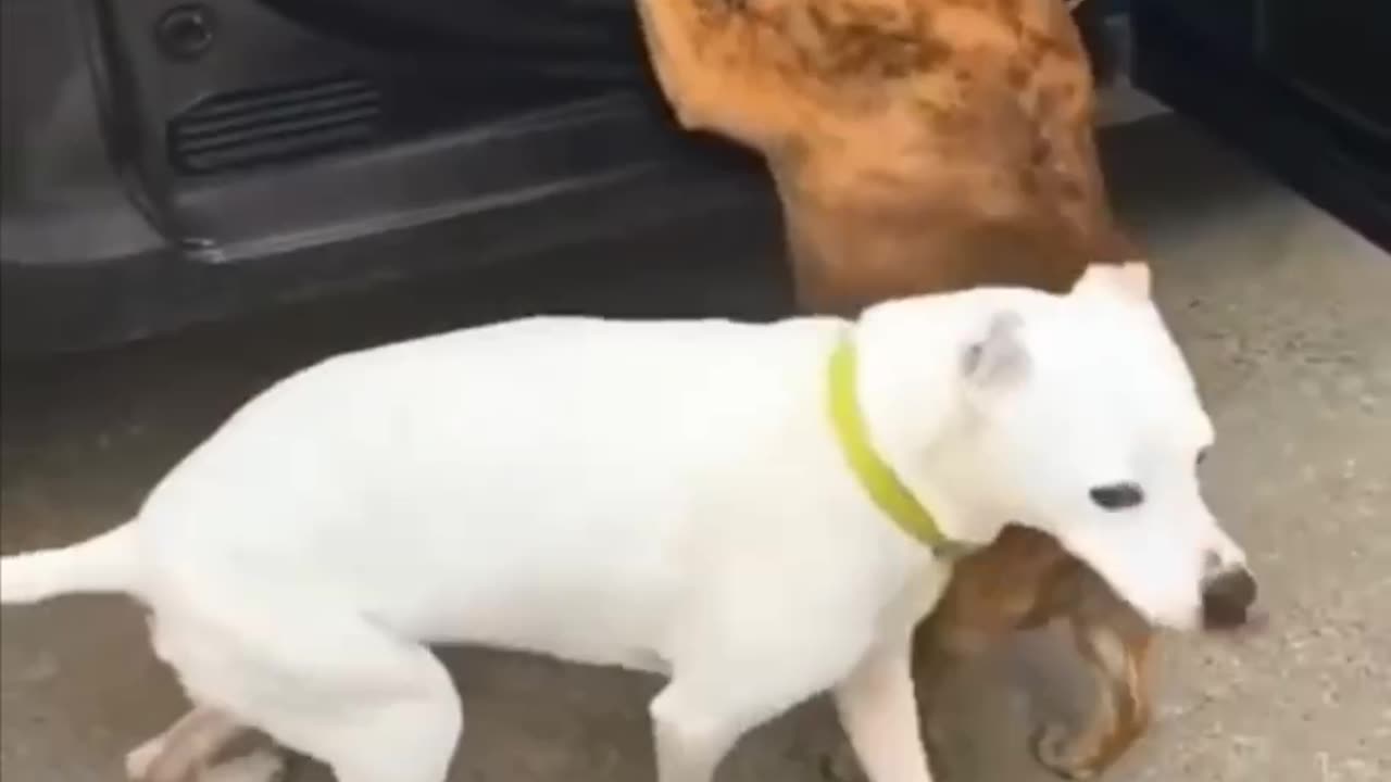TRY NOT TO LAUGH 😆 Best Funny Videos Compilation 😂😁😆 Memes