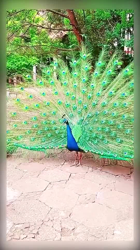 Peacock part 16
