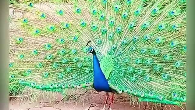 Peacock part 16