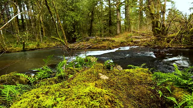 Moss by the Stream