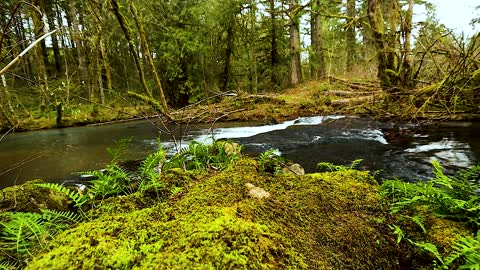 Moss by the Stream